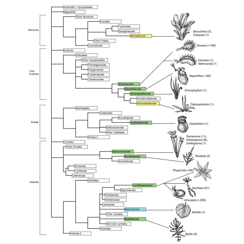 Phylogeny showing all families containing carnivorous plants.