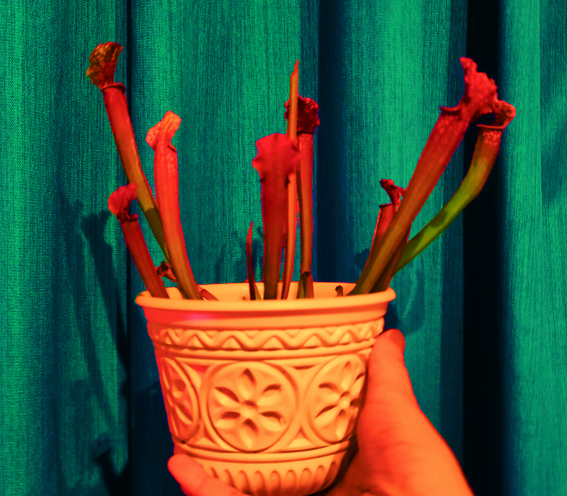 A highly saturated picture of a Sarracenia hybrid in an ornate pot.